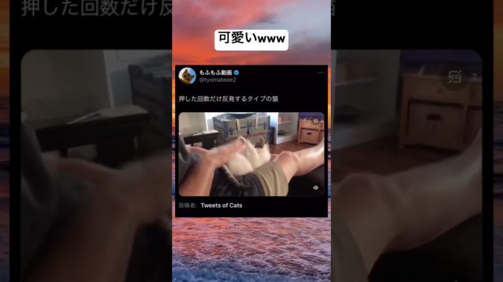 なんだその動きwww #shorts #おもしろ #猫 #ペット #反応