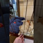 我が家に来てから1週間後の様子#ペット #マルプー #pets