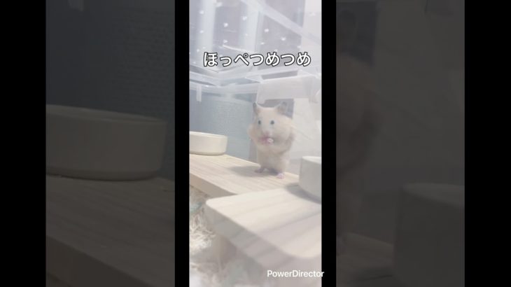 ハムスターらしいほっぺ #ハムスター #ペット #小動物 #我が家に来て10日