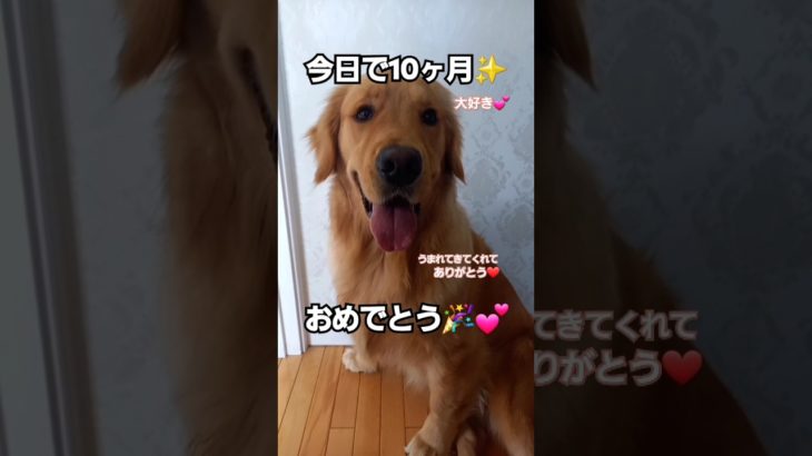 10ヶ月おめでとう🎉ペットカート#おさぼり犬#ゴールデンレトリバー#可愛い#癒し#宝物#子犬#日常#愛犬#レオ#大型犬#happy#笑顔#動物#幸せ#golden#おもしろ#生誕#庭#春休み#生誕