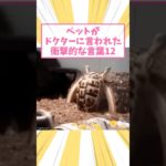 ペットがドクターに言われた衝撃的な言葉12
