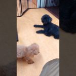 【雨の日のペットホテル】まったり過ごすプードル2匹 #toypoodle #tinypoodle #dog #pethotel #トイプードル #タイニープードル #犬 #ペットホテル #佐野市