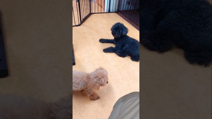 【雨の日のペットホテル】まったり過ごすプードル2匹 #toypoodle #tinypoodle #dog #pethotel #トイプードル #タイニープードル #犬 #ペットホテル #佐野市
