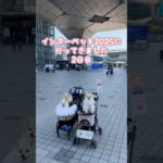#インターペット2025 2日目行ってきました #shorts #ポメラニアン #犬
