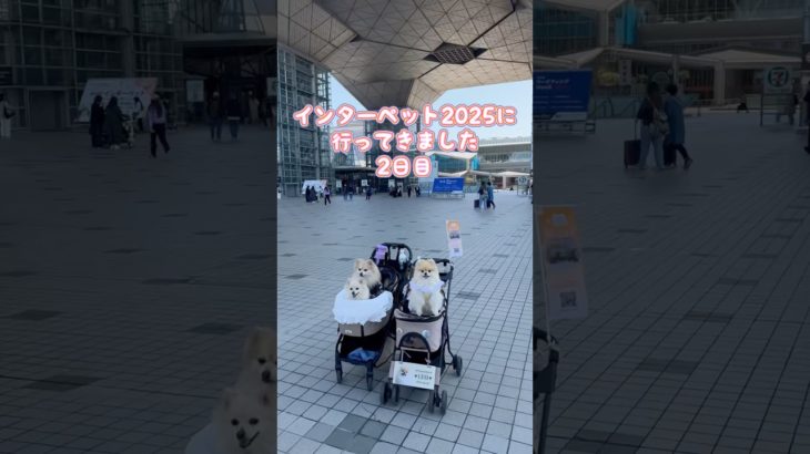 #インターペット2025 2日目行ってきました #shorts #ポメラニアン #犬