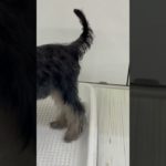 高知市後座ダイキ店のペットショップ2025.4.22.