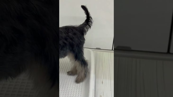 高知市後座ダイキ店のペットショップ2025.4.22.