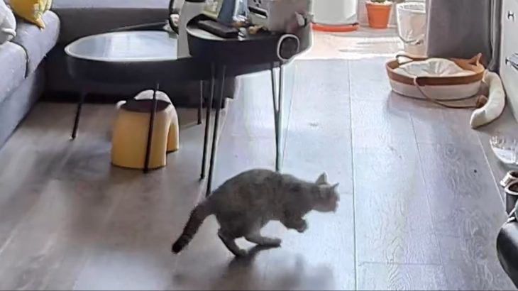 【動物】ペットは恐竜2025022012