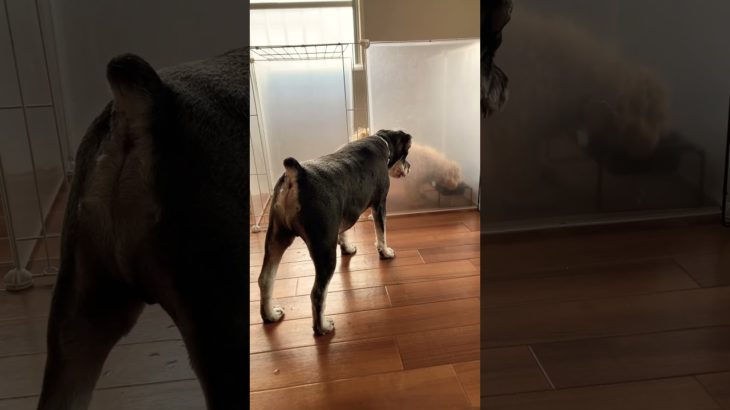 我が家のペット事情34 フワフワが気になるムチムチ