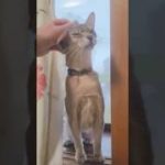 クールビューティのフルムお姉ちゃん、甘えたいモードの時はこんな感じですにゃー アビシニアン 女の子 生後4歳10ヶ月 #833