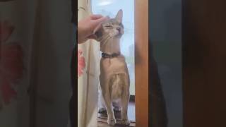 クールビューティのフルムお姉ちゃん、甘えたいモードの時はこんな感じですにゃー アビシニアン 女の子 生後4歳10ヶ月 #833