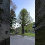 ＃4月30日の大銀杏 ＃ペット ＃猫 ＃小幸