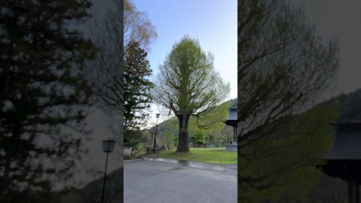 ＃4月30日の大銀杏 ＃ペット ＃猫 ＃小幸