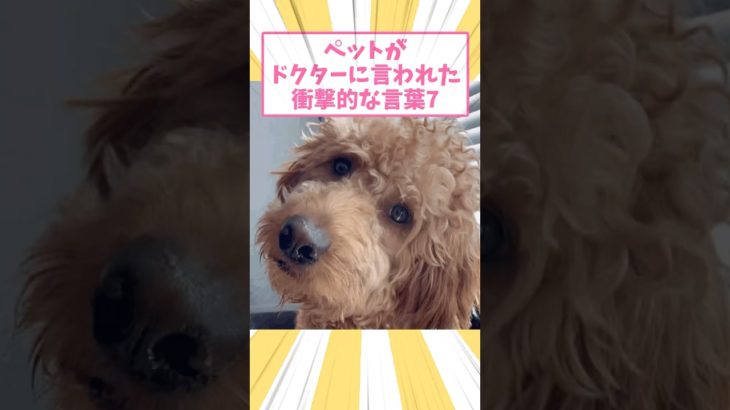 ペットがドクターに言われた衝撃的な言葉7