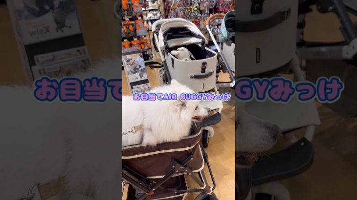 AIR BUGGY納車🚗15年使ったペットキャリーが壊れた😱#犬#dog#おすすめ#music#ペットグッズ#vlog#shorts #shortvideo#airbuggy#スピッツ#新車