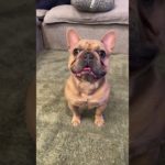 After the dog park, freshen up with Pet WiPees®! More than wipes, they’re skin-first wellness tools