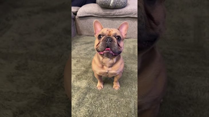 After the dog park, freshen up with Pet WiPees®! More than wipes, they’re skin-first wellness tools