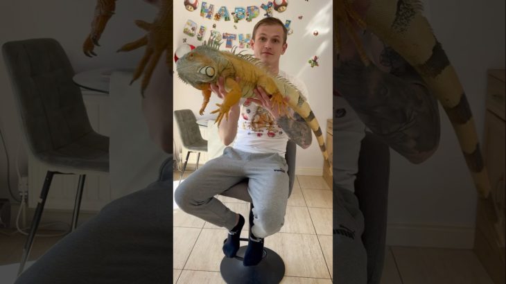 Boom 💥 #pets #foryou #explore #pet