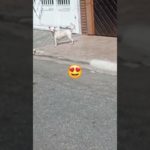 DOG LINDO,#dog#cachorro#pet#shortsviral