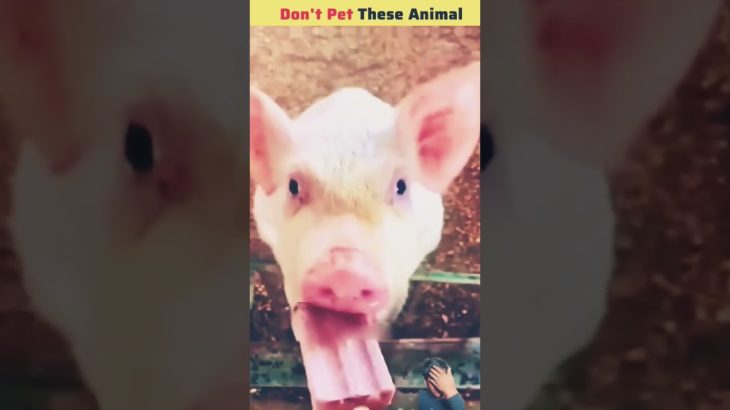 Don’t Pet These Animal 🚫😱#shorts61#viral #islam#onlyfornabi #facts…