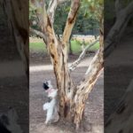 How do I get to you?! #dog #ペット #cutedog #pets