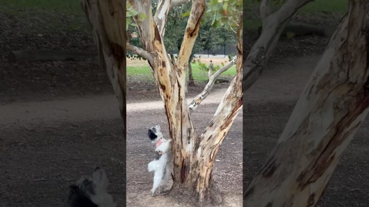 How do I get to you?! #dog #ペット #cutedog #pets