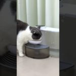 Keep Your Pet Hydrated Naturally! #petwaterfountain #waterbowl