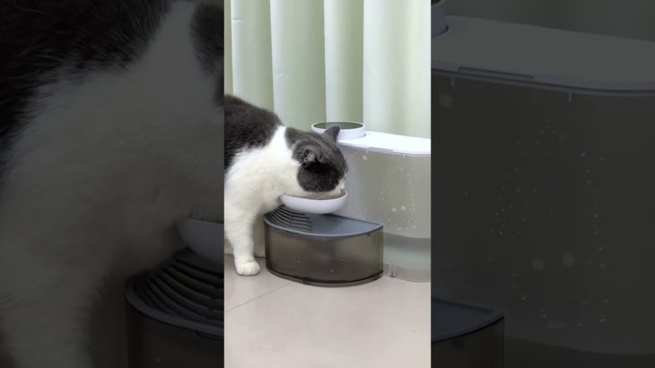 Keep Your Pet Hydrated Naturally! #petwaterfountain #waterbowl