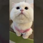 Kitten got angry before vs after angry cute pet debut plan cute pet debut home cute pet healing