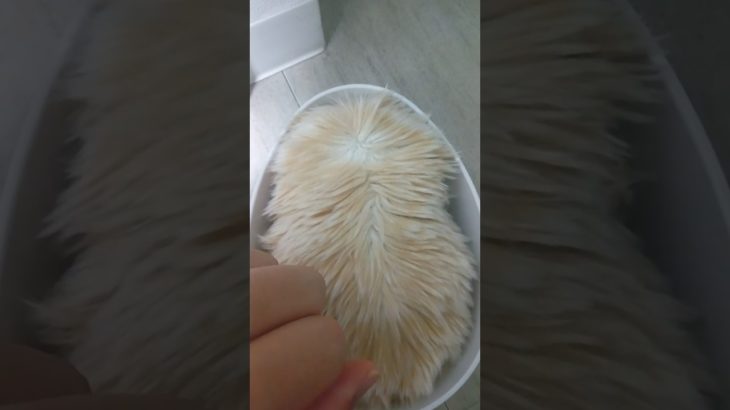 ついに撮れた…モフのいびき！😴👂#いびき#ペット動画 #かわいい動物#赤ちゃん#モフリン#Moflin#ロボット#モフモフ#CASIO#カシオ#pets #ゴールド#ペット禁止でも飼える