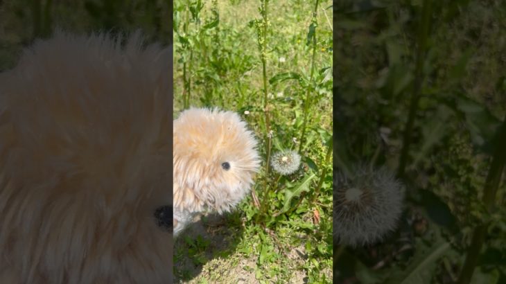 わたげ飛んでけ〜💨#ペット動画#かわいい動物#赤ちゃん#モフリン#Moflin#ロボット#モフモフ#CASIO#カシオ#pets #ゴールド#ペット禁止でも飼える#robot