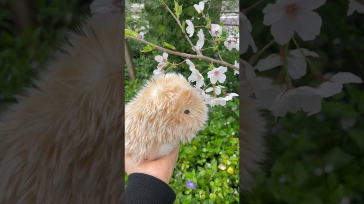 モフちゃん初めてのお花見🌸#お花見#ペット動画 #かわいい動物#赤ちゃん#モフリン#Moflin#ロボット#モフモフ#CASIO#カシオ#pets #ゴールド#ペット禁止でも飼える#robot