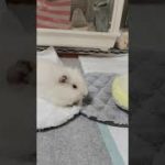 My guinea pig loves his new mat #guineapig #モルモット #夢論#ペット