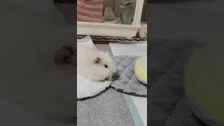 My guinea pig loves his new mat #guineapig #モルモット #夢論#ペット