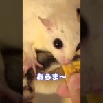 ちゅ〜るに大興奮するモモンガ達がこちら #フクロモモンガ #ペット#エキゾチックアニマル 使用した音素材：OtoLogic(https://otologic.jp)