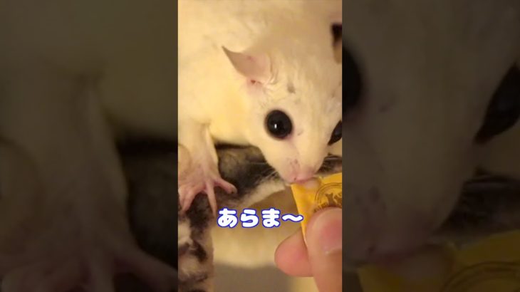 ちゅ〜るに大興奮するモモンガ達がこちら #フクロモモンガ #ペット#エキゾチックアニマル 使用した音素材：OtoLogic(https://otologic.jp)