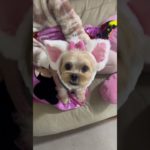 ぽんたがネコになりました🐈　#犬 #ミックス犬 #ペキプー #ペット #おすすめ#Pet #shorts #dog