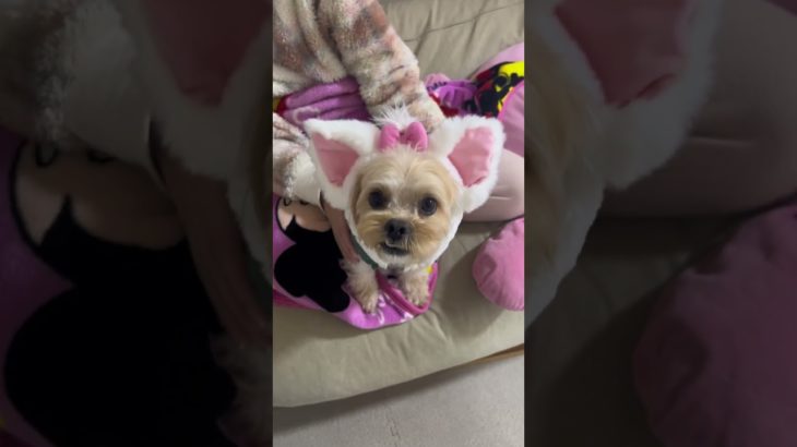 ぽんたがネコになりました🐈　#犬 #ミックス犬 #ペキプー #ペット #おすすめ#Pet #shorts #dog