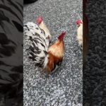 追いかけられるにわとり　Rooster being chased#ニワトリ #チャボ #ペット #癒し #backyardchickens
