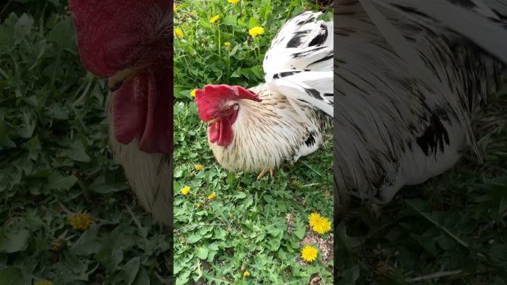 たんぽぽ野原のにわとりRoosters in the dandelion field #ニワトリ #チャボ #ペット #backyardchickens #癒し