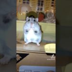 べーちゃん🐹SwayDance♪#ハムスター#ジャンガリアンハムスター#可愛い #かわいい #ペット #ペットのいる暮らし #ハムスターのいる生活 #shorts