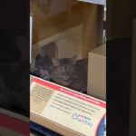 WHY I DONT GO TO PET STORES #cats #catshorts