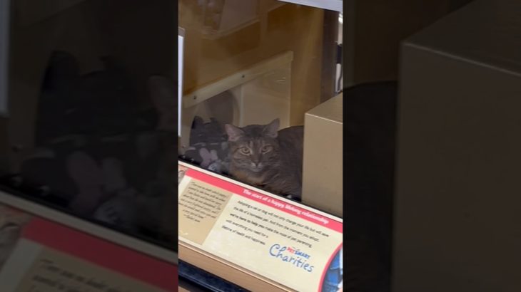 WHY I DONT GO TO PET STORES #cats #catshorts
