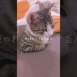うちのペットです！　　　　　　　　　　　　　#ねこ可愛い❤#YouTube