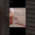 部屋さんぽは危険がいっぱい #ハムスター #animals #ペット #小動物 #衝撃映像