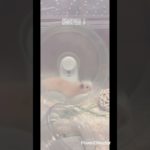 部屋さんぽ後の回し車 #ハムスター #小動物 #ペット #animals