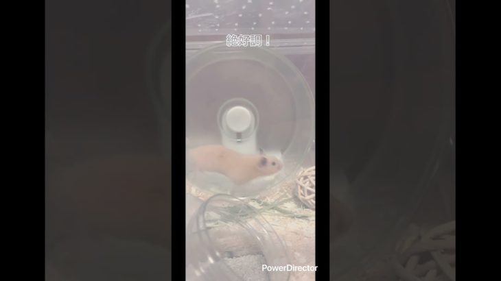 部屋さんぽ後の回し車 #ハムスター #小動物 #ペット #animals