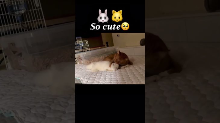 #animals #cat #cute #ペット #うさぎ #pets #rabbit #可愛い #ねこ #かわいい