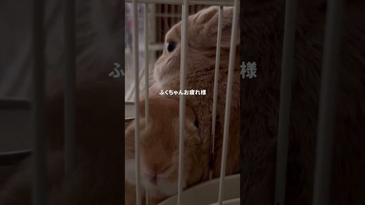 子うさぎふくちゃんのあの瞬間⁈  #癒し #うさぎ多頭飼い  #うさぎ  #ペット動画  #animalshorts  #animals