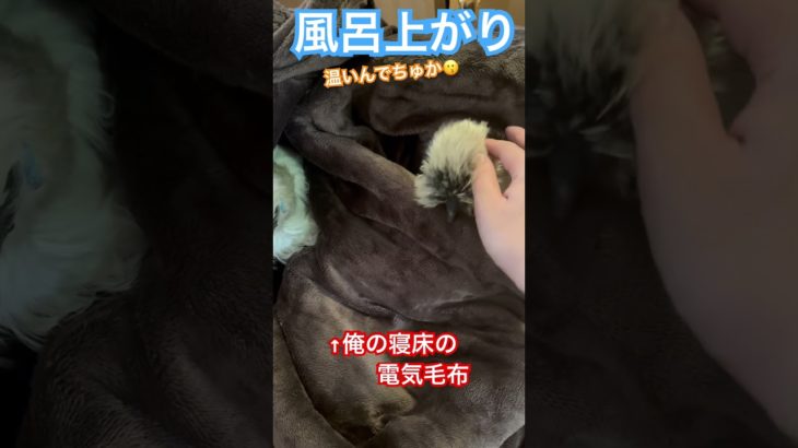 風呂上がりに寝床取られた #かわいい #動物 #ペット #癒し #birds #烏骨鶏 #shorts